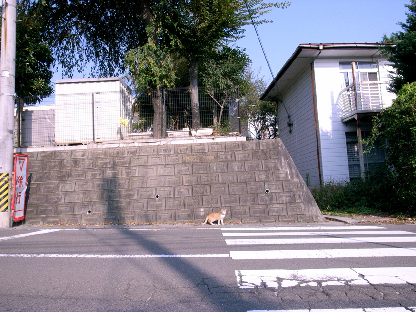 小猫