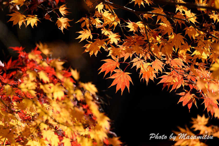 最後の紅葉？