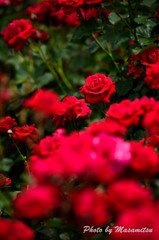 Red Rose１