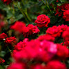 Red Rose１