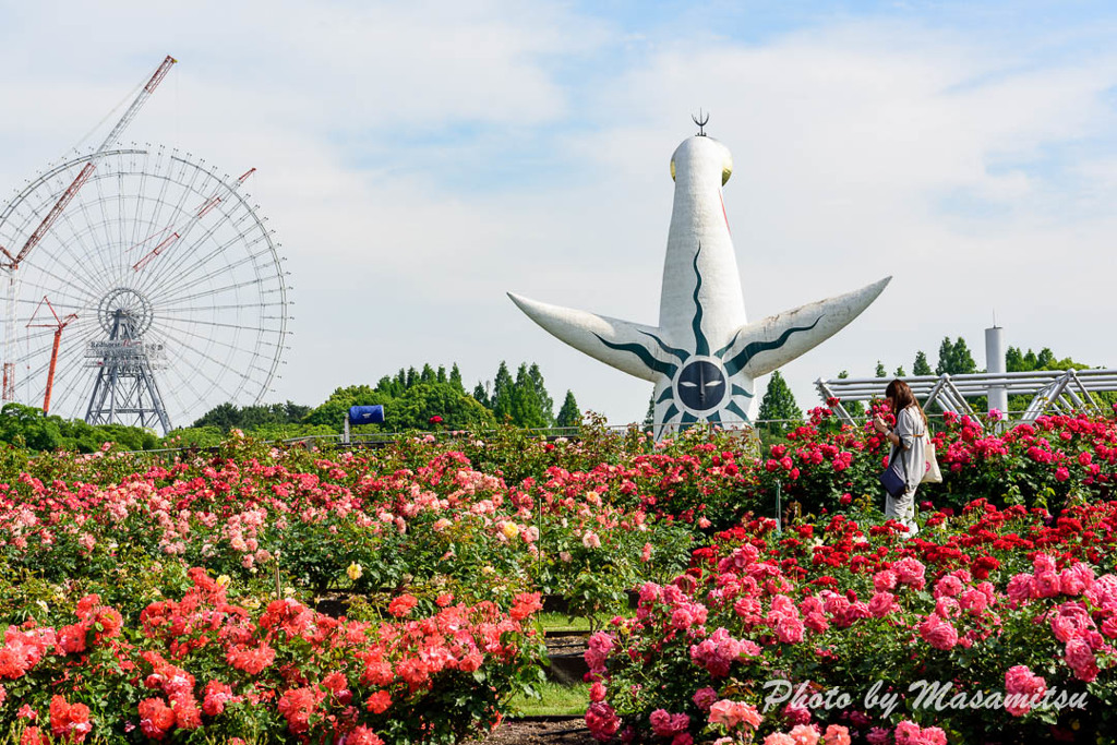 万博記念公園　バラ園