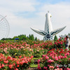 万博記念公園　バラ園