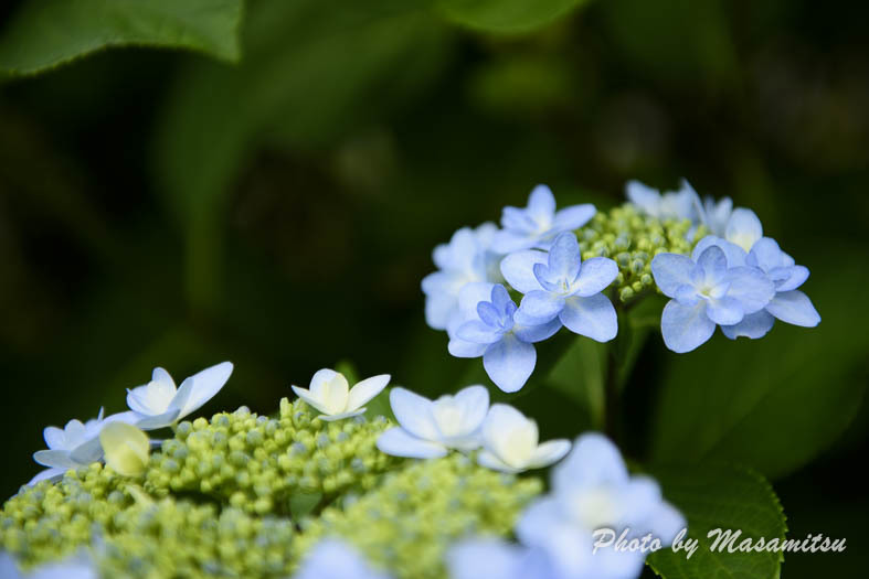 とっとり花回廊　紫陽花１