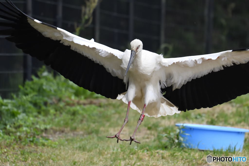コウノトリ