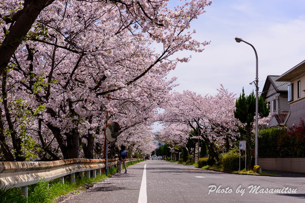 桜並木１