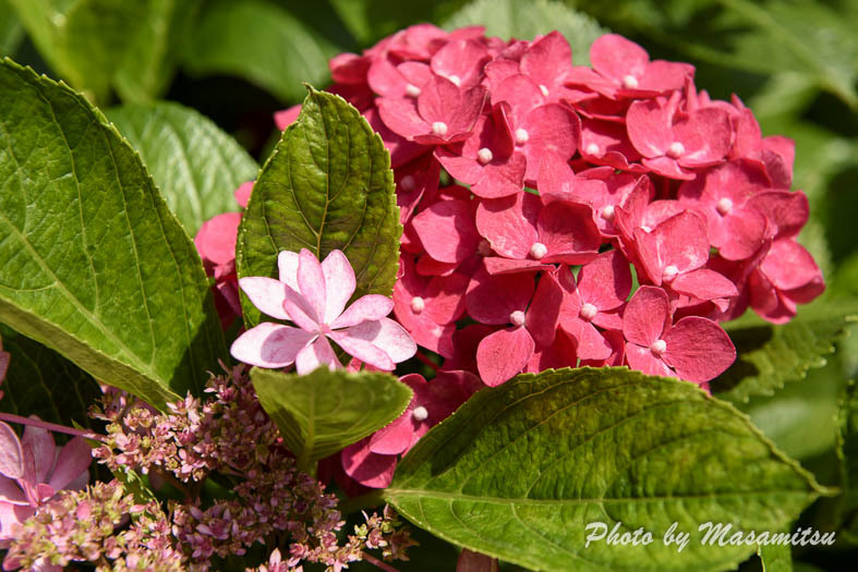 三室戸寺　紫陽花８