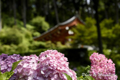 三室戸寺　紫陽花７