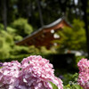 三室戸寺　紫陽花７