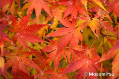 近所の紅葉２