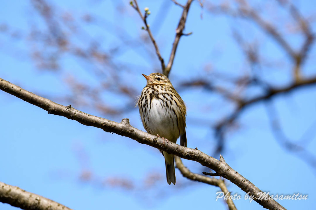 山田池公園　ビンズイ