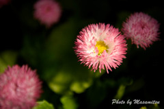 京都府立植物園 早春の草花展４