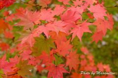 静に紅葉