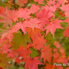 静に紅葉