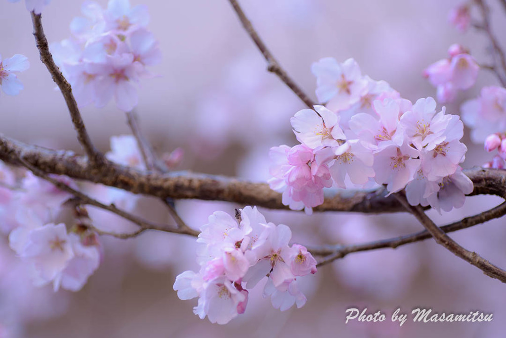 桜色