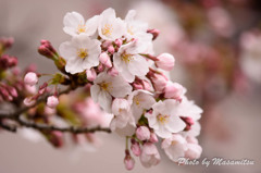桜色