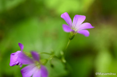 小さな花