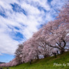 京都八幡　背割提の桜