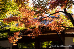 東福寺周辺の紅葉