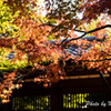 東福寺周辺の紅葉