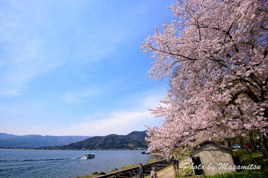海津大崎の桜１