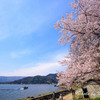 海津大崎の桜１