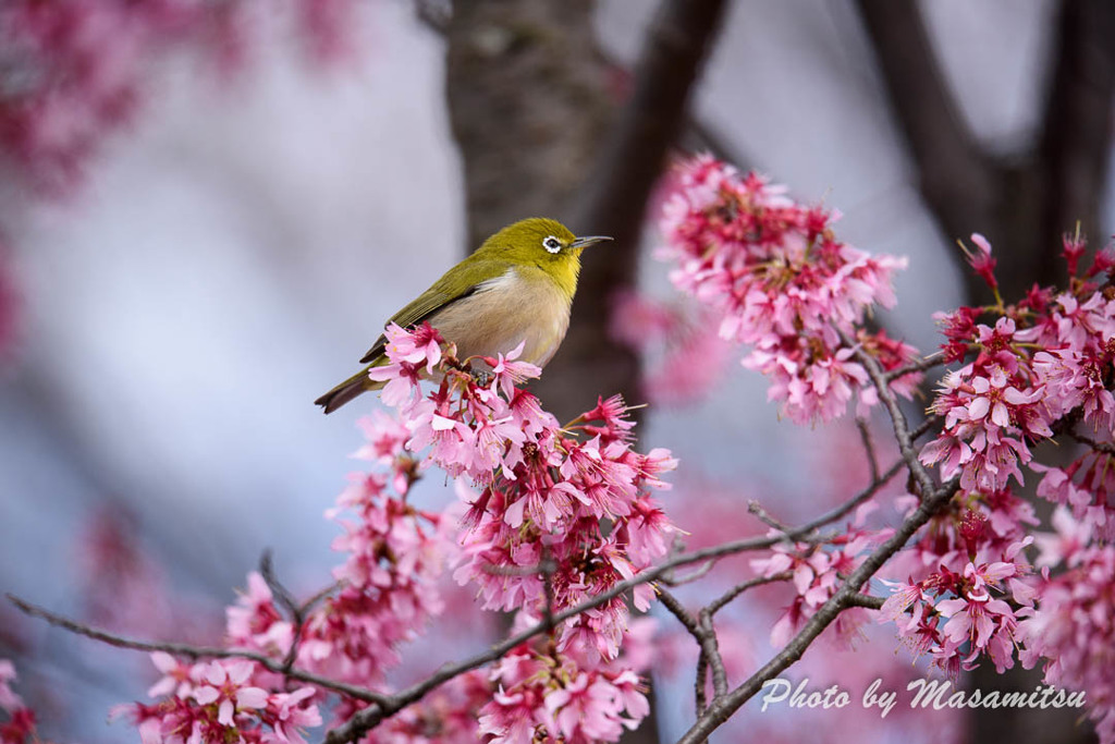 鶴見緑地　オカメザクラとメジロ