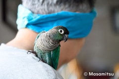 ウロコインコのりんちゃん２