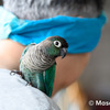 ウロコインコのりんちゃん２