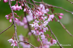 山田池公園　しだれ桜