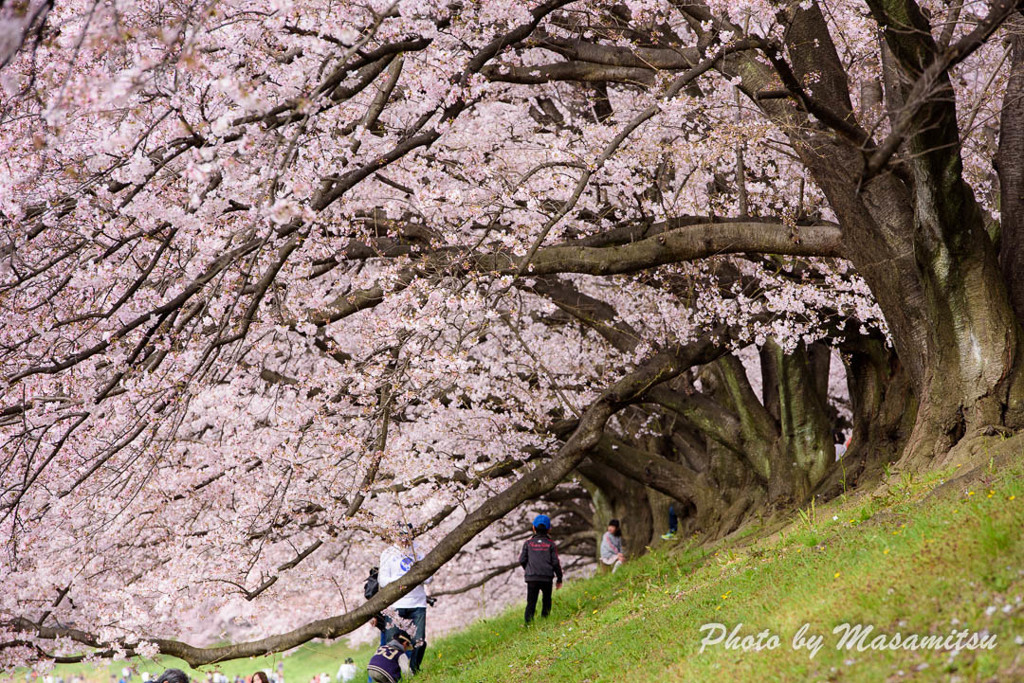 京都八幡　背割提の桜２