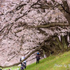 京都八幡　背割提の桜２