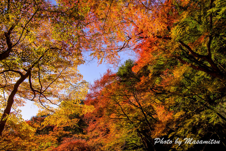 せまりくる木　（箕面の紅葉４）