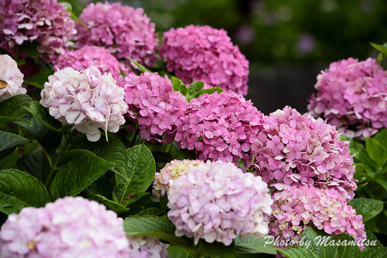 万博記念公園　紫陽花２
