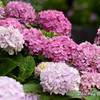 万博記念公園　紫陽花２