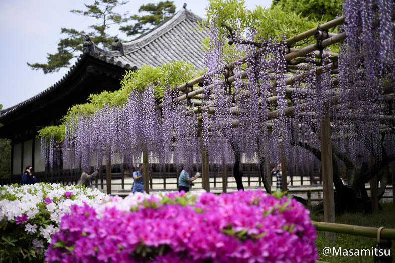 平等院　藤１