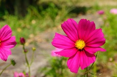 コスモス