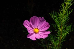 コスモス