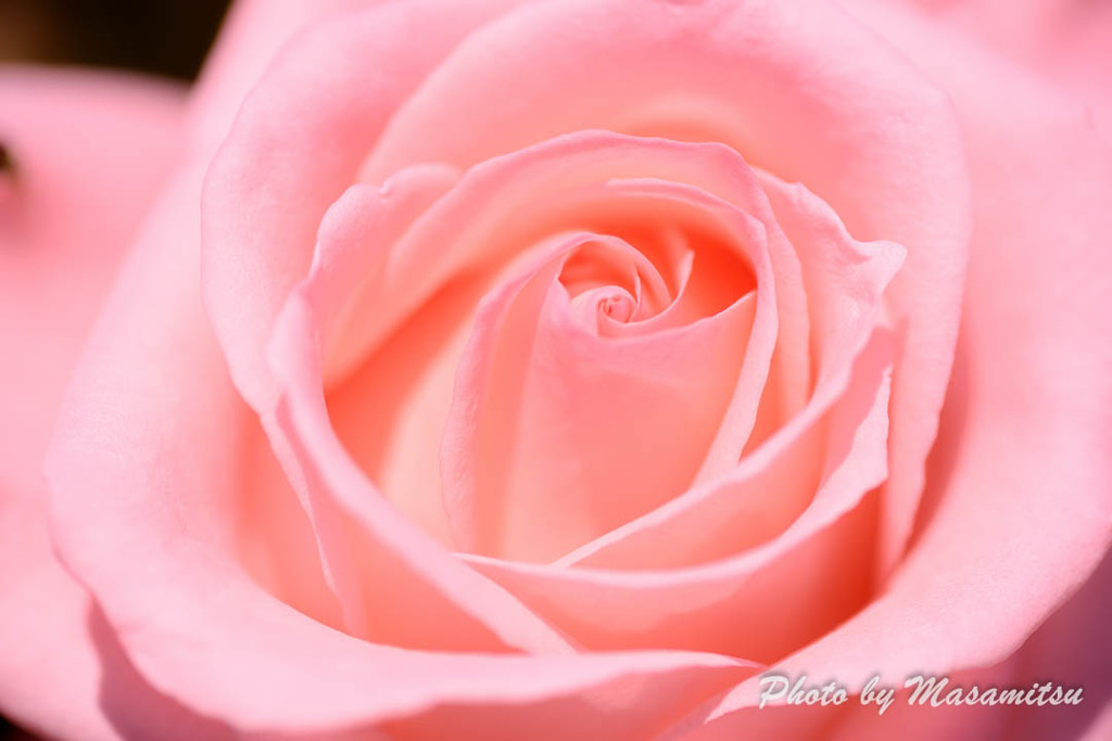 Pink Rose