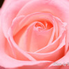 Pink Rose