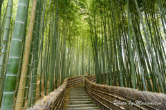 化野念仏寺の竹林１