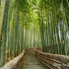 化野念仏寺の竹林１