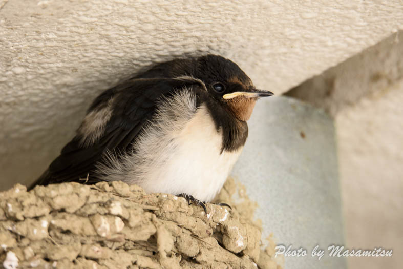 子つばめ