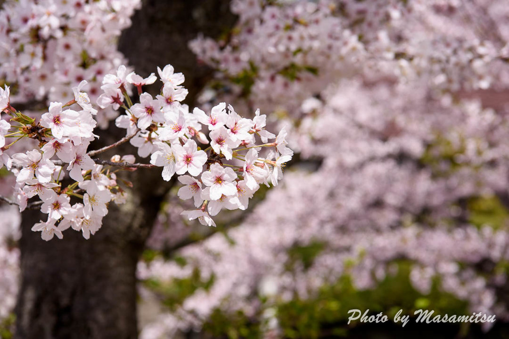 公園の桜２