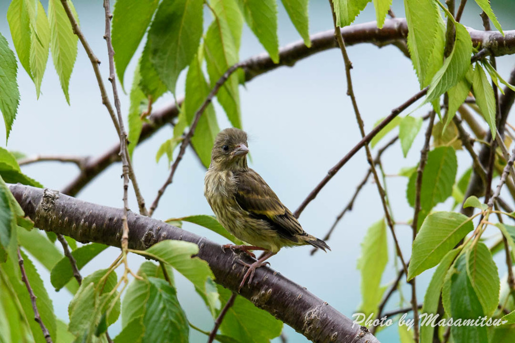 カワラヒワの雛 By まさみつ Id 写真共有サイト Photohito