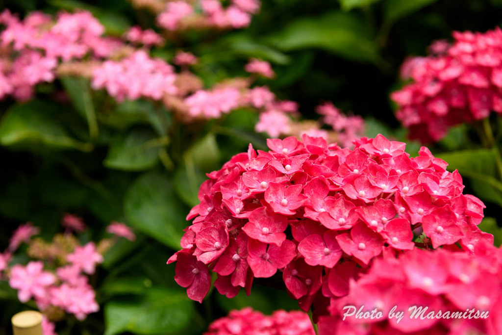 真っ赤な紫陽花２