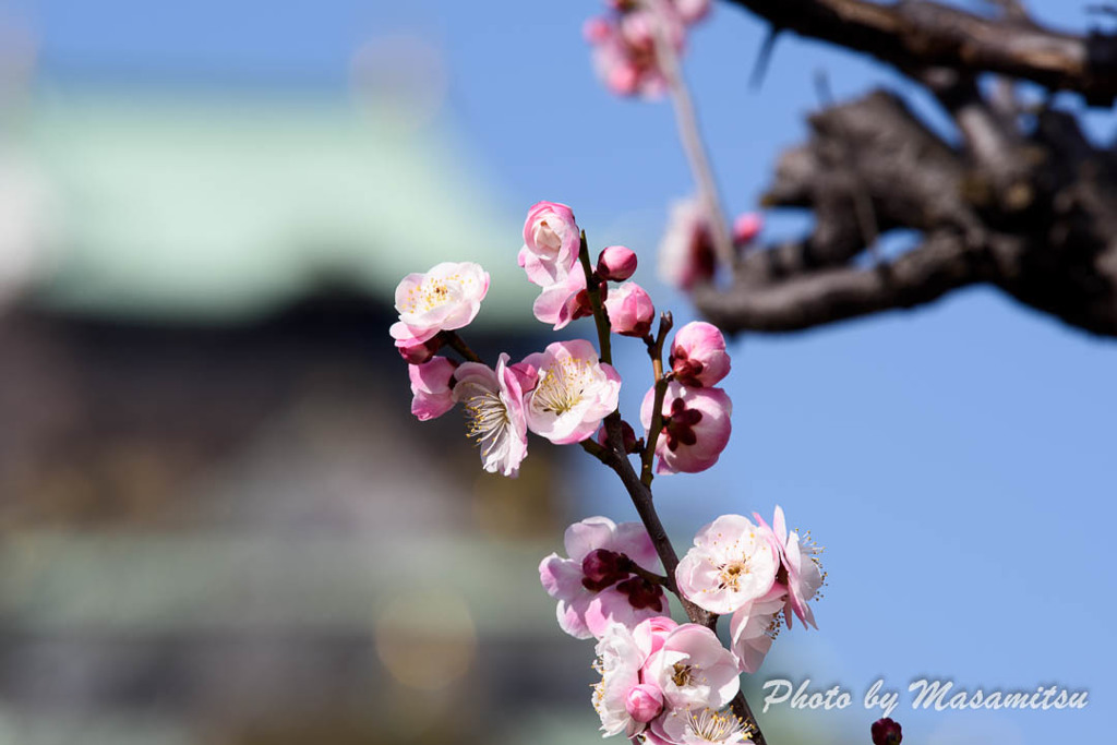 大阪城公園　梅２