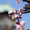 大阪城公園　梅２