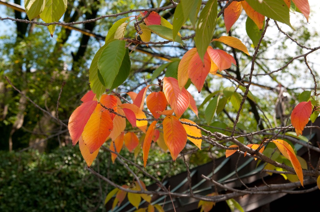 色づきはじめた桜