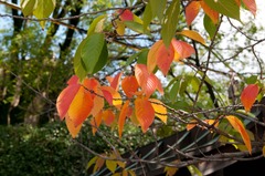 色づきはじめた桜