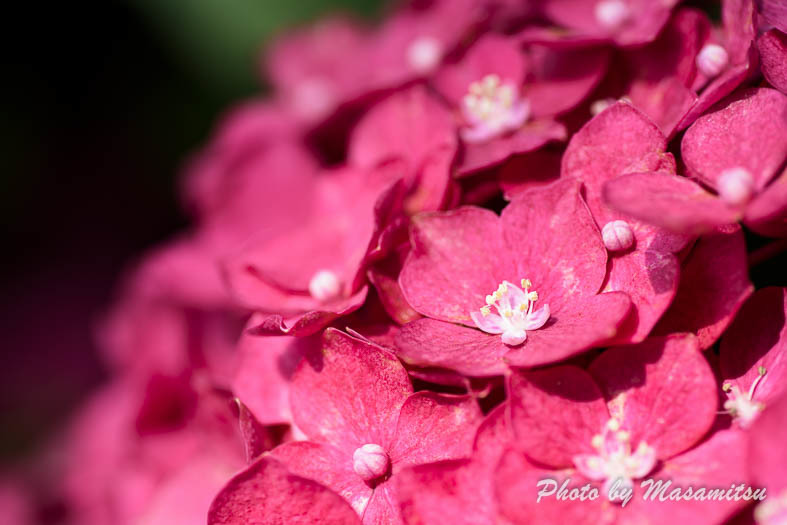 三室戸寺　紫陽花４